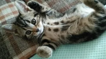 L 様のお迎えした子猫