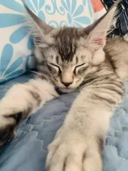 ユキコ.H 様のお迎えした子猫