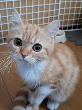 A.K 様のお迎えした子猫