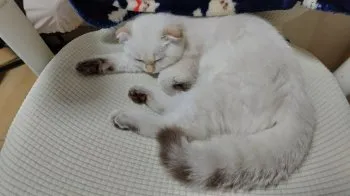 もここ 様のお迎えした子猫