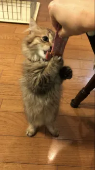 ニコママ 様のお迎えした子猫