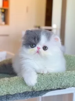 s 様のお迎えした子猫