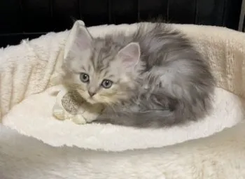 ありす 様のお迎えした子猫