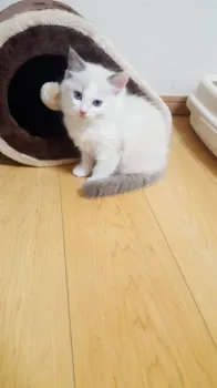 I 様のお迎えした子猫