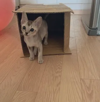 K 様のお迎えした子猫