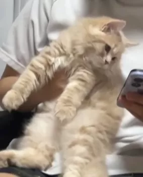 みゆまる 様のお迎えした子猫