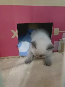 K 様のお迎えした子猫