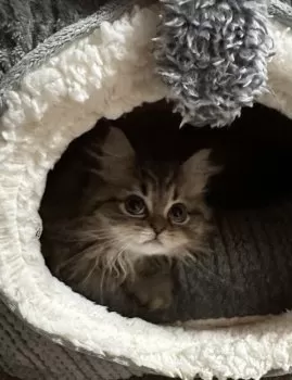しいたけ 様のお迎えした子猫