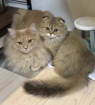 しお 様のお迎えした子猫