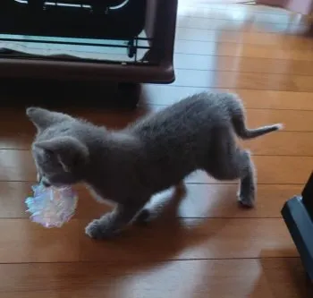 Chandaruma 様のお迎えした子猫