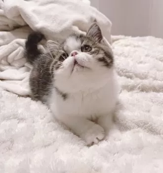 ごましお 様のお迎えした子猫