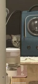 MI 様のお迎えした子猫