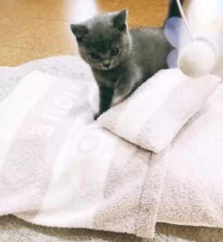 bebe 様のお迎えした子猫