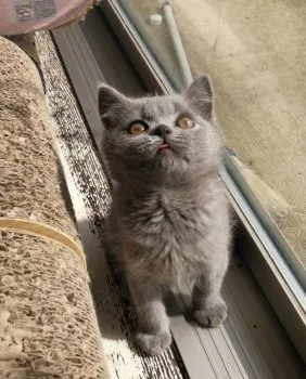 Y.M 様のお迎えした子猫