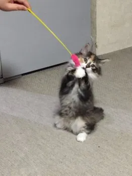 ショコラママ 様のお迎えした子猫