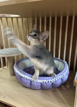 T.O 様のお迎えした子猫