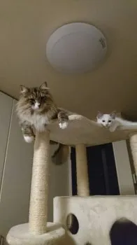 すず 様のお迎えした子猫
