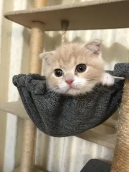 ひろちゃん 様のお迎えした子猫