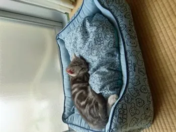 たあちゃん 様のお迎えした子猫