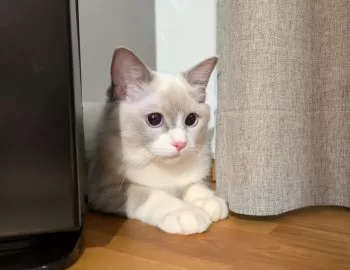 M.T 様のお迎えした子猫