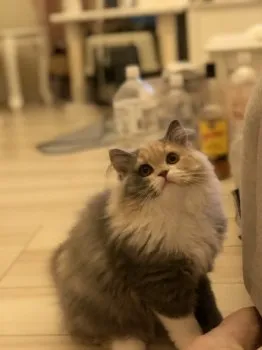 上武 様のお迎えした子猫