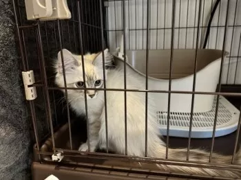 ぶるまさ 様のお迎えした子猫