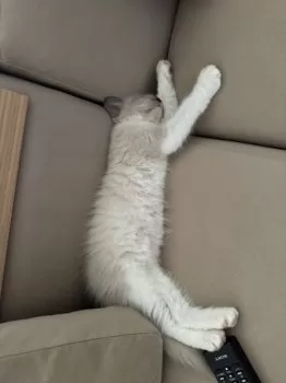 S.H 様のお迎えした子猫