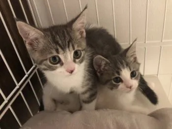 なな 様のお迎えした子猫