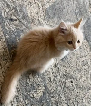 K.O 様のお迎えした子猫