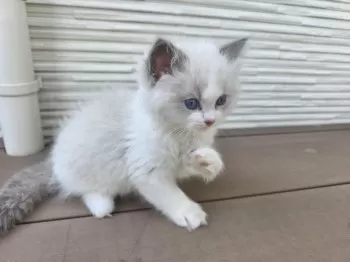 Y.M 様のお迎えした子猫