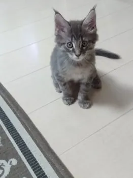 たけ 様のお迎えした子猫