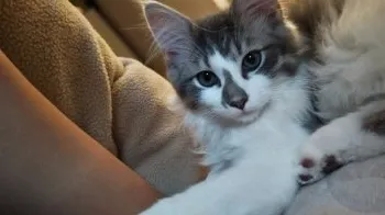 M.Y 様のお迎えした子猫