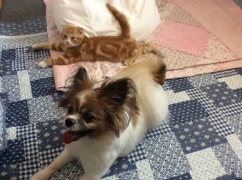 ウキョウさん 様のお迎えした子猫