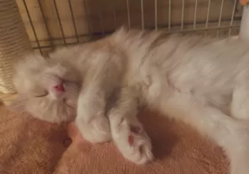 R.M 様のお迎えした子猫