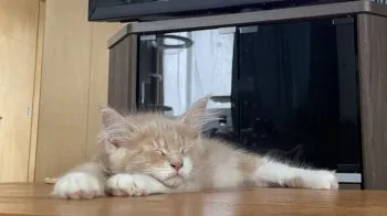 K.I 様のお迎えした子猫