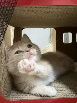 M.S 様のお迎えした子猫
