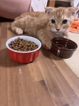 まりなん 様のお迎えした子猫