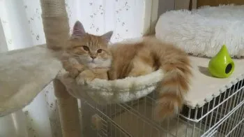 いずみ 様のお迎えした子猫