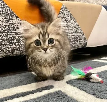 K.T 様のお迎えした子猫