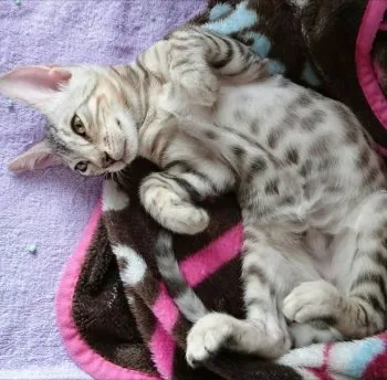 シェリル 様のお迎えした子猫