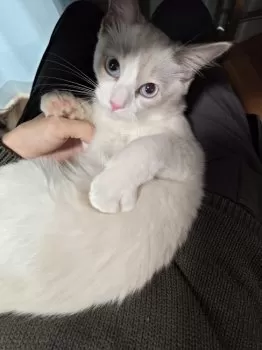 S.M 様のお迎えした子猫