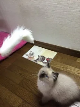 ハク君 様のお迎えした子猫