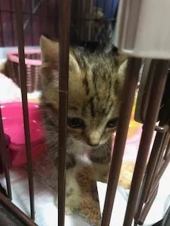 cheese 様のお迎えした子猫