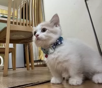 K.Y 様のお迎えした子猫