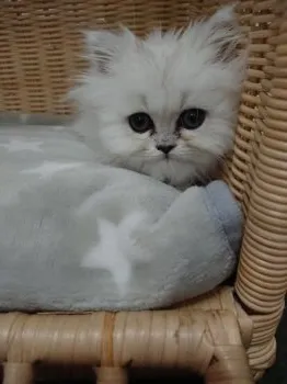 E.K 様のお迎えした子猫