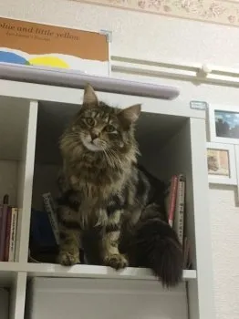 ノルウェー 様のお迎えした子猫