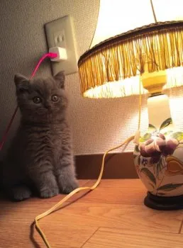 ダブ 様のお迎えした子猫