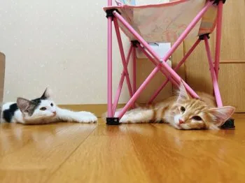 こたもち 様のお迎えした子猫
