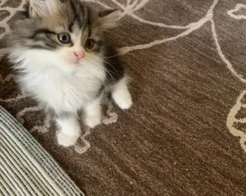 ゴッチャン 様のお迎えした子猫
