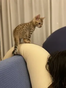 ゆかり 様のお迎えした子猫